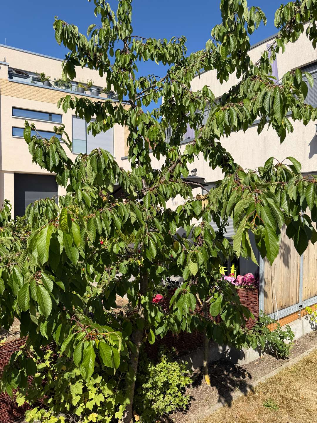 Garten Kirschbaum